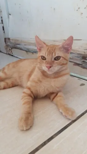 Pets para adoção ONG Goianira 