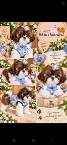 Familia Eu amo shih-tzu ms esta com lindos filhotes disponível. 