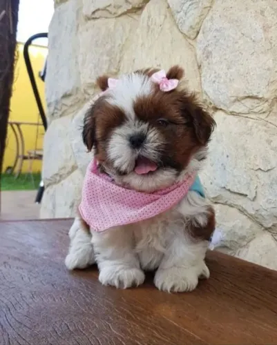 Shih Tzu Miniatura Fêmea disponível 