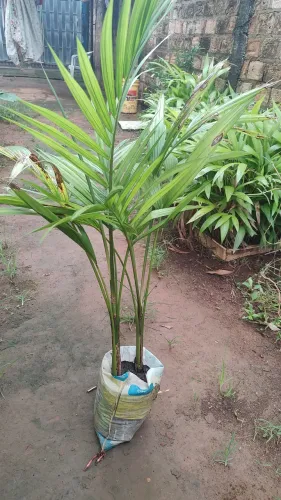 Vende mudas de açaí