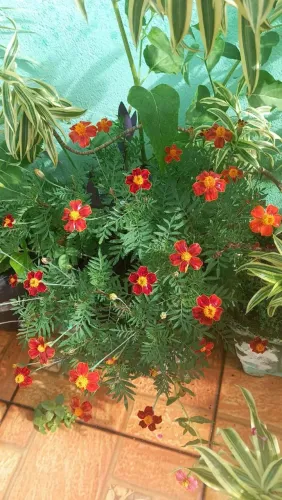 Jardinagem