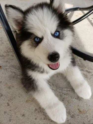 O Husky percorreu uma longa trilha com entusiasmo.