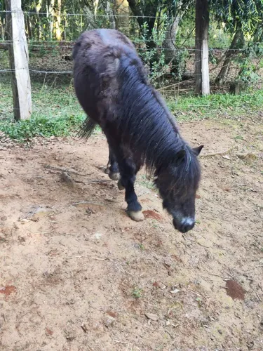 Pônei mansa para criança