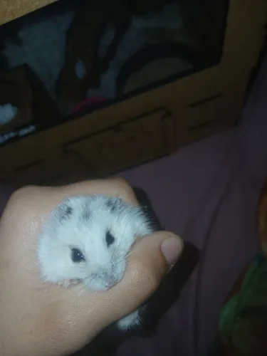 Hamster 