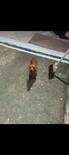 Vendo cachorrinha fêmea tem um ano