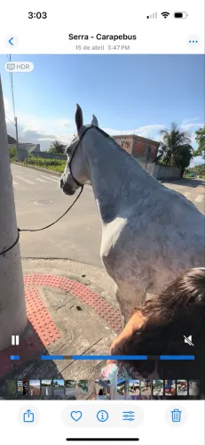 Cavalo manga larga