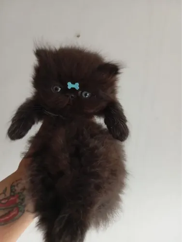 Filhote de Gato Persa Macho - Pelagem Escura - Olhos Claros Lindos