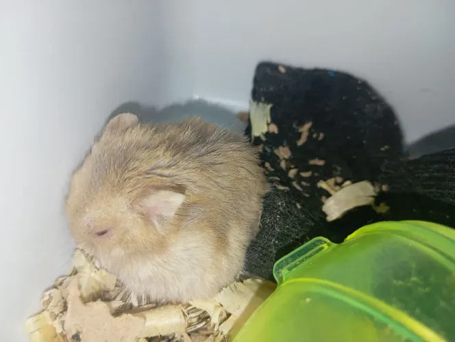 Hamster anão 