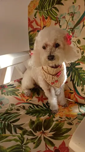 2 Poodles Castrada e vacinada para adoção conjunta 