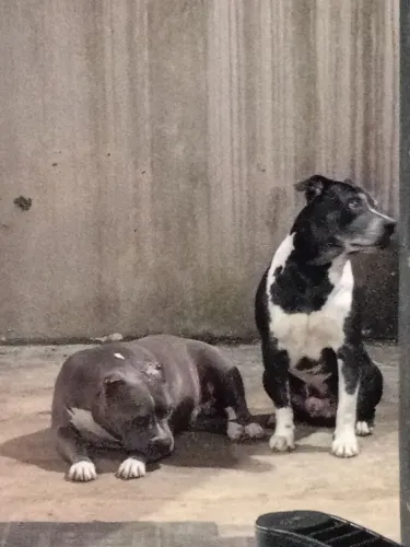 DOAÇÃO Pit Monster e Pit bull
