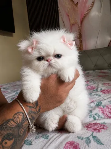 Gato persa fêmea 