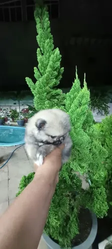 Promoção para o dia das crianças lulu da Pomerânia 2.499$$$