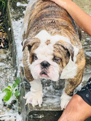 Cachorro
