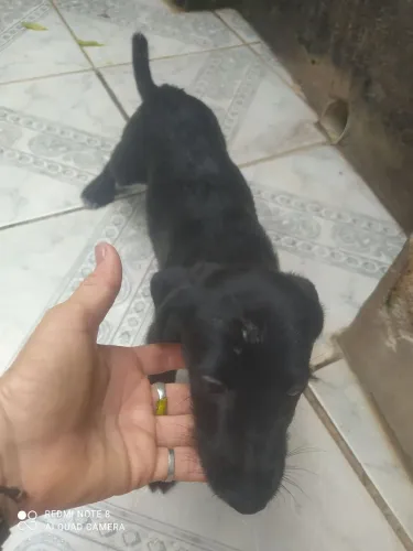 Pinscher com yorkshire fêmea 2 meses 100,