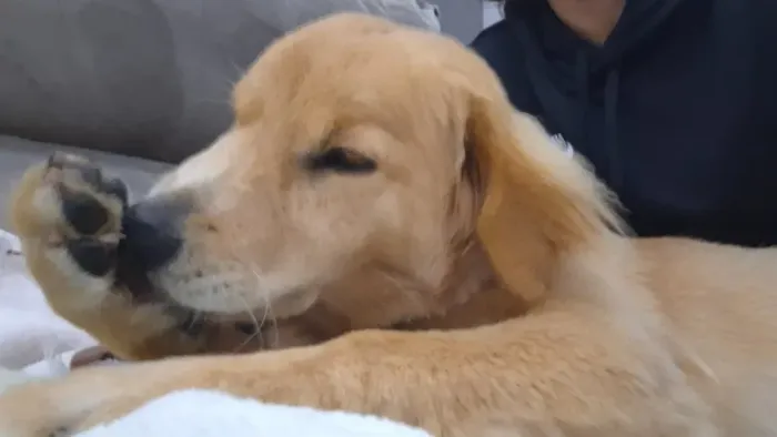 Cachorro 
