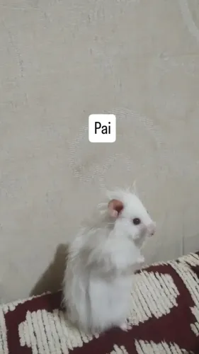 Filhotes de hamster sírio 