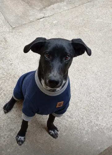 Doação de cachorro