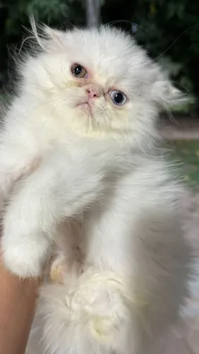 Filhotes de gato persa