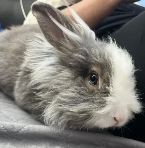 Coelho lionhead aproximadamente 8 meses