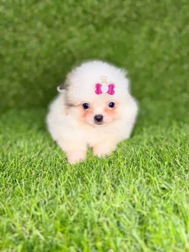 Spitz alemão anão 