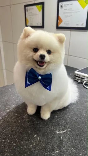 Spitz alemão machinho