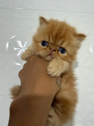 Gato persa
