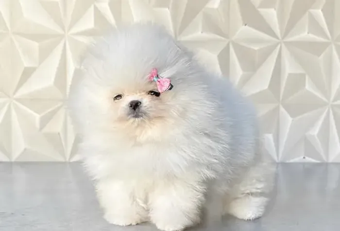 Lulu da pomeranea 