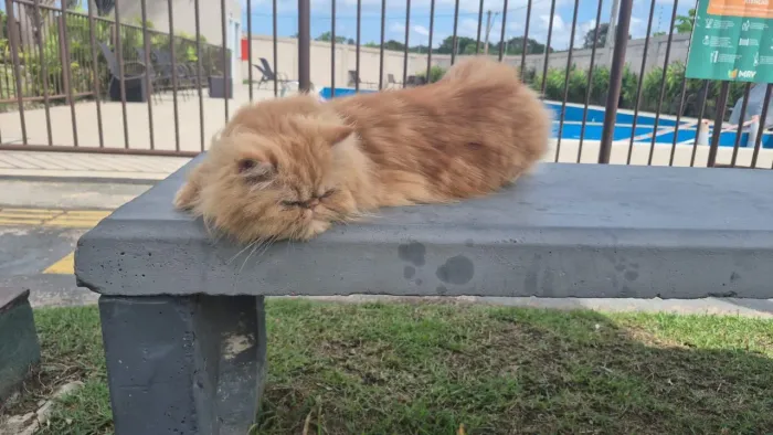 Gata persa (fêmea)