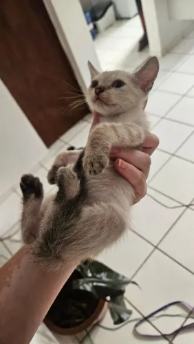 Doação dessa Gatinha