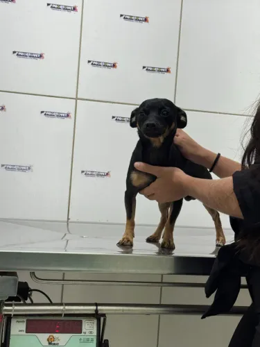 Pinscher pra cruzar