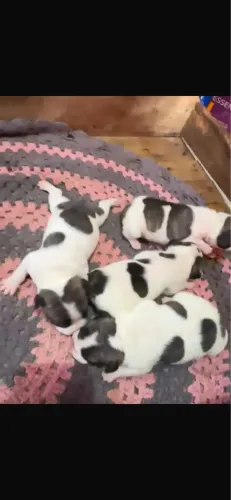 Cachorro
