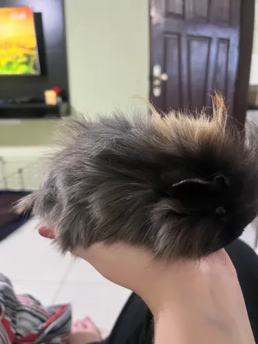 Porquinho da índia peruano