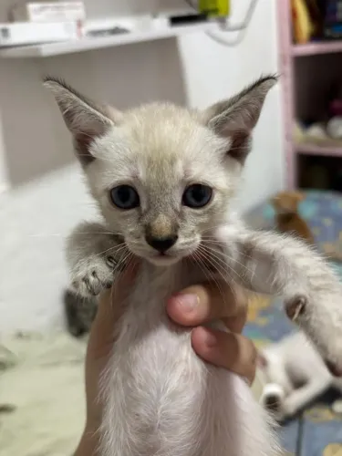Gatinhos filhotes para adoção responsável