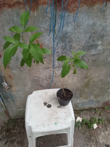 Ipe de jardim