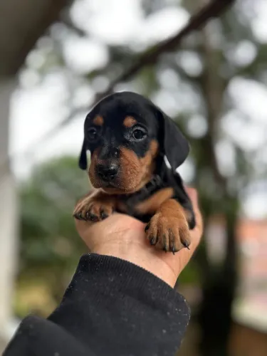 Dachshund com pedigree 