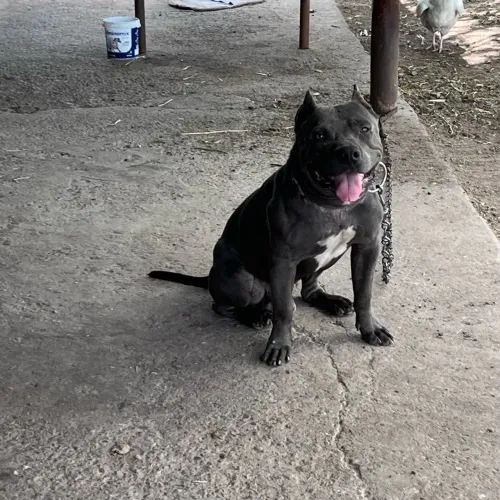 Pit monster  disponível para coberturas é cruzamentos 