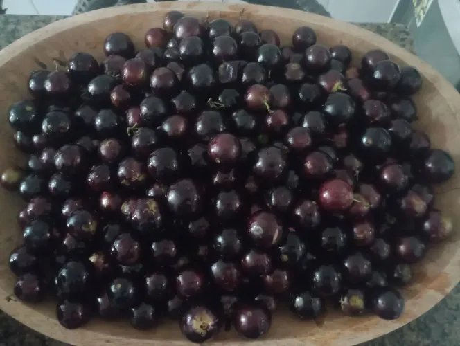 Jabuticaba R$10 cada saquinho abacate roxo 3 por R$10