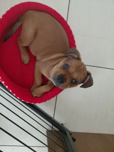 Doa se doguinha