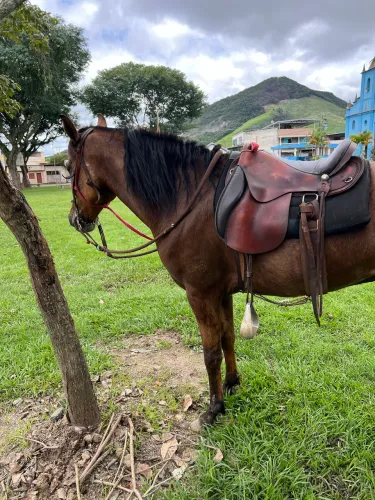 Cavalo mangalarga marchador
