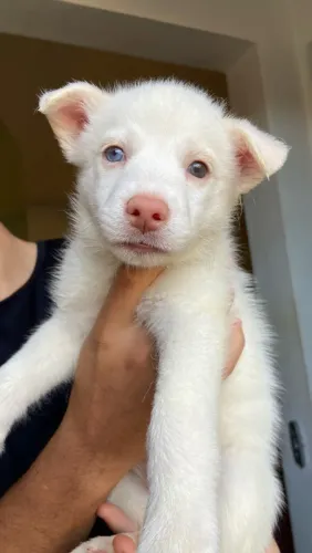 Filhote fêmea Husky