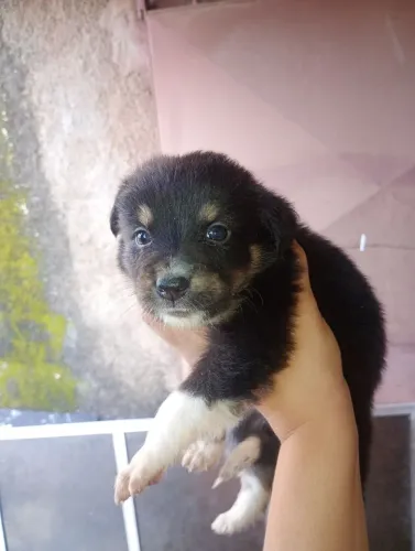 Vendo filhotes da Raça Border Collie 