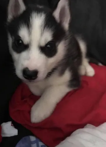 Filhotes de Husky Siberiano | A alegria te espera