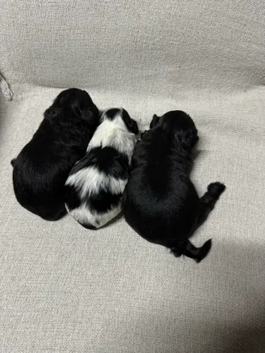 Shi-tzu