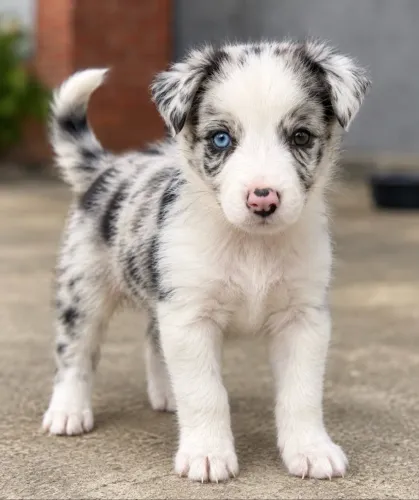 Filhotes de Border Collie 