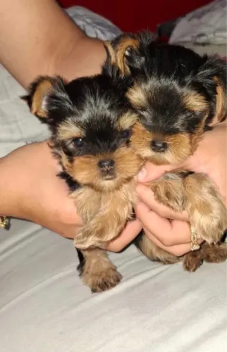 Filhotes de Yorkshire MACHOS