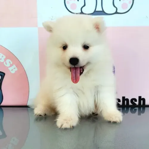 Spitz Japone - mini Samoieda - Pedigree CBKC