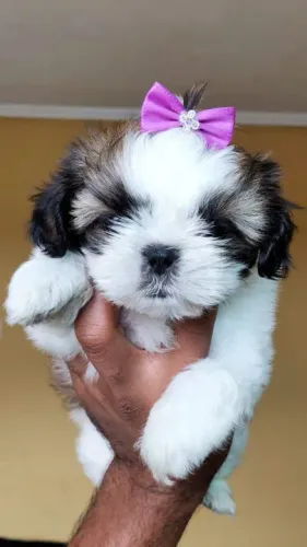 Shih Tzu Filhotes Lindos