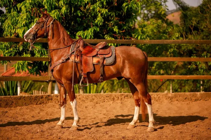 Cavalo mangalarga paulista