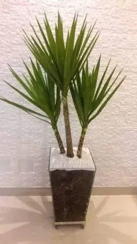 Vaso de vidro com planta