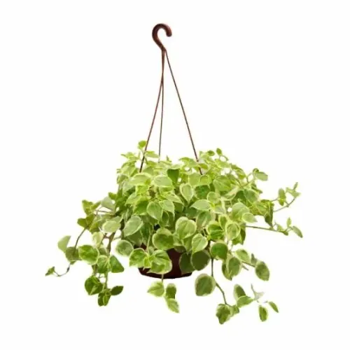 Vaso Peperomia C/30cm Pendente 